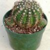 Notocactus_megapotamicus